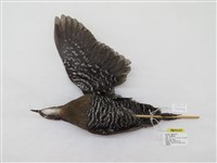 藏品(灰腳秧雞)的圖片